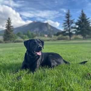 Meet your Posher, Miranda